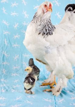 Adult white brahma hen with two baby chicks