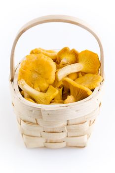fresh golden chanterelles on the small wooden basket