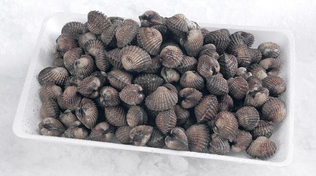 Clams in a polystyrene tray on ice.