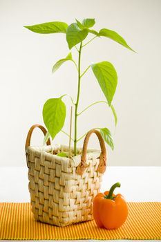 Orange pepper and pepper plant on white table