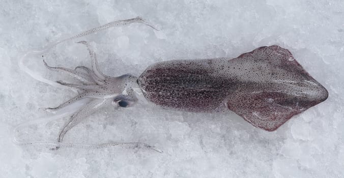 Fresh baby squid.