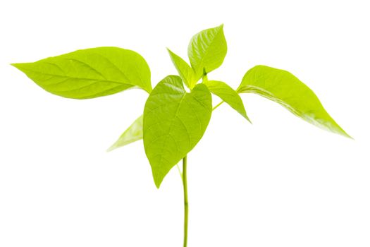 Belly pepper plant leaves isolted over white background.