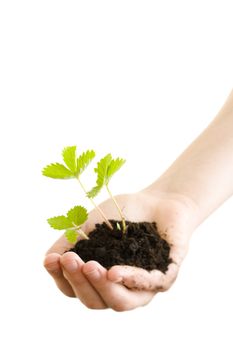 Girl holding a strawberry plant on her hand