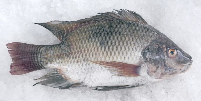 Talaphia / Tilapia fish.