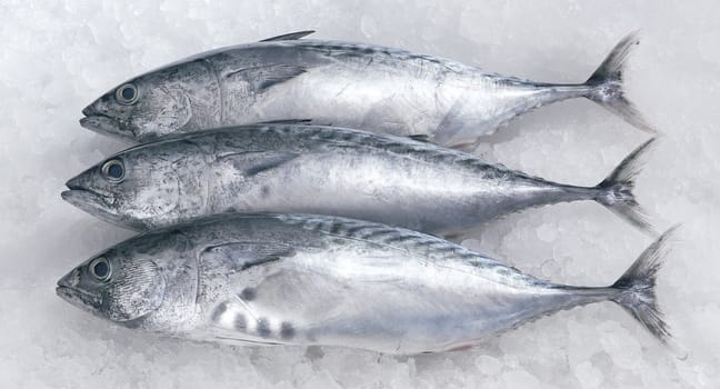 Fresh fish on ice.