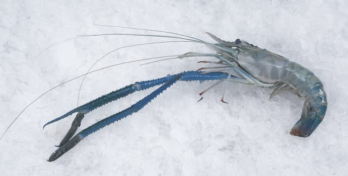 fresh prawn on ice.