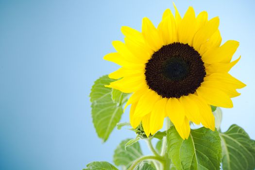 Small single sunflower against blue background