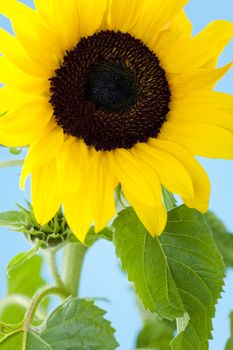 Small single sunflower against blue background