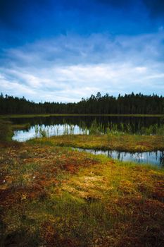 Swamp lake surrounded by pine forest