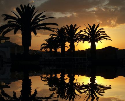 palm tree in tropical resort on sunset