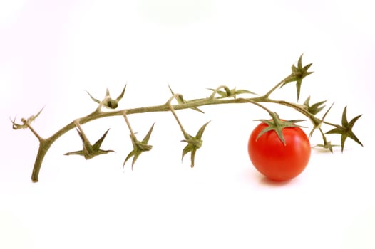 last tomato of a bunch, over white background.