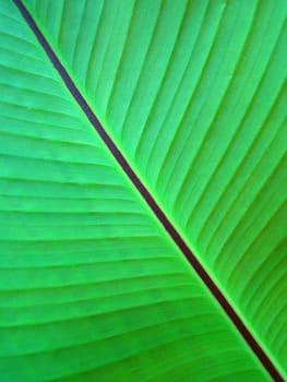 close up of red banana leaf