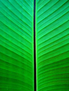 close up of red banana leaf