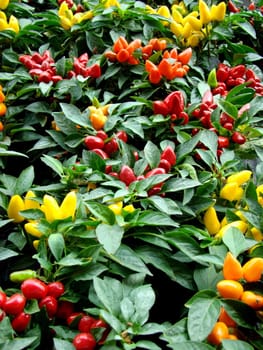 bed of different coloured pepperplants