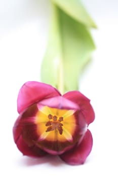 A single purple tulip in close up