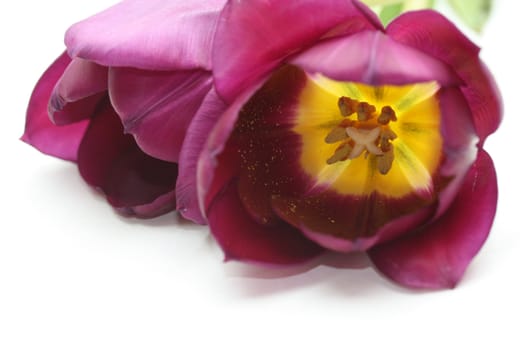 purple tulips and one single tulip in close up