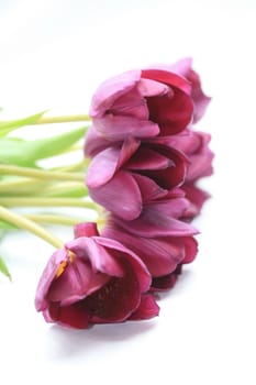 A bouquet of purple tulips, isolated