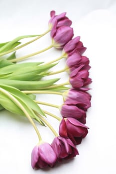 A bouquet of purple tulips in a row, isolated