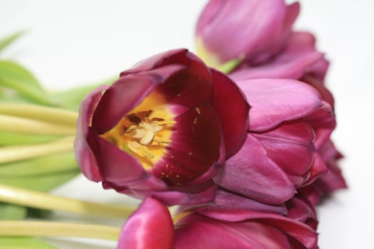 purple tulips and one single tulip in close up