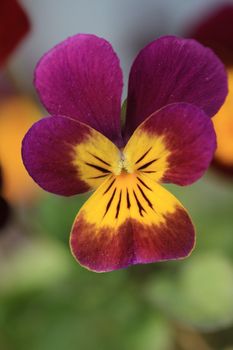 A close up of a yellow and purple pansy