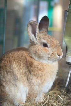 A portrait of a small beige rabbit