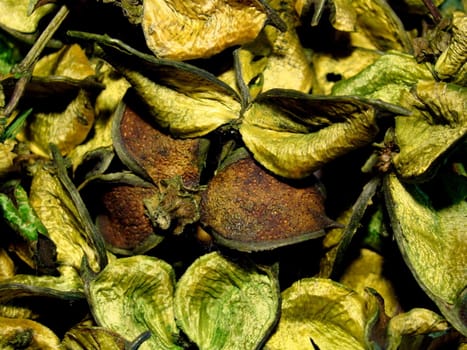 dried green cotton pods