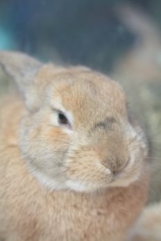 A portrait of a small beige rabbit