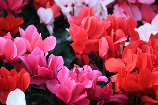 a group of red, white and pink cyclamen