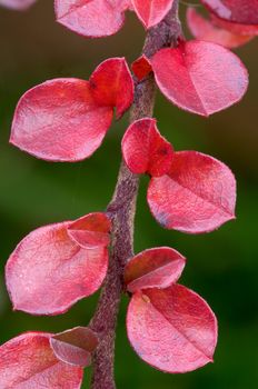 red autumn leaves on the cotoneaster branch