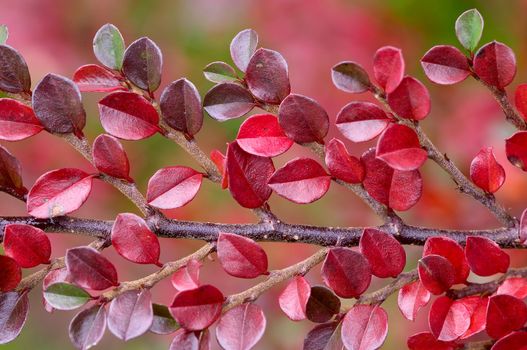 autumn branch of cotoneaster with red leaves