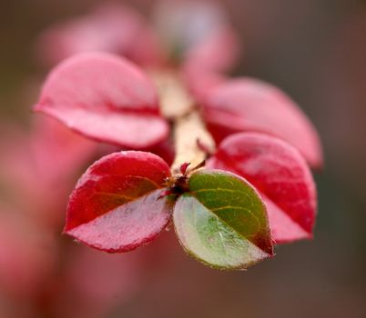 macro photo of autumn branch with red leaves