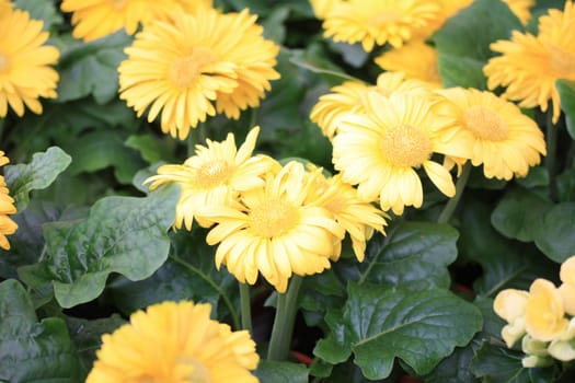 a group of yellow gerberas