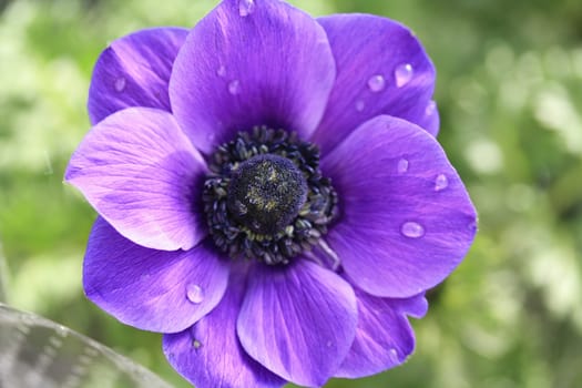 purple anemone with waterdrops