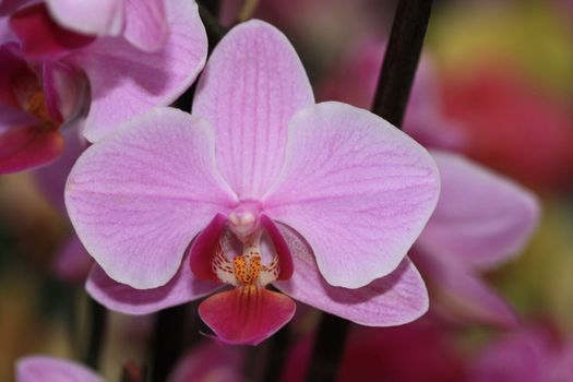 a phalaenopsis orchid in pink