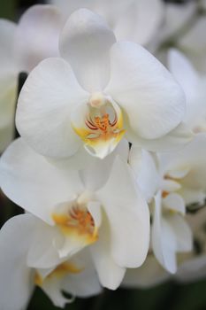 A bunch of white phalaenopsis orchids