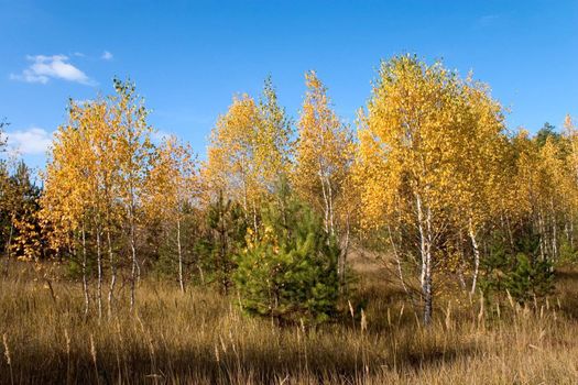 fall landscape with yellow birch and green pine tree