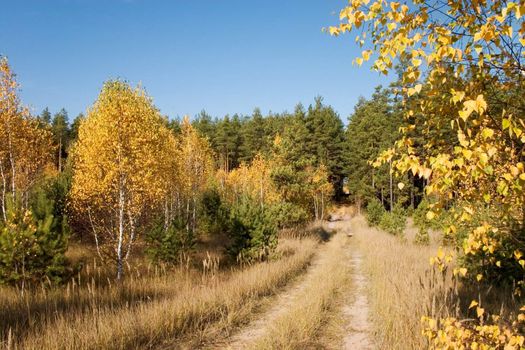 earth road in autumn forest. golden leaves under blue sky