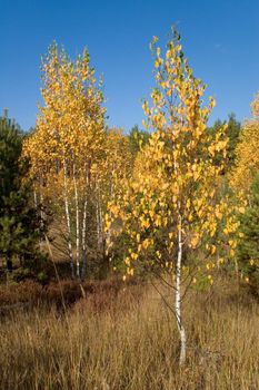 autumn birch tree with golden leaves