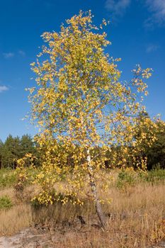 birch tree with yellow leaves at fall