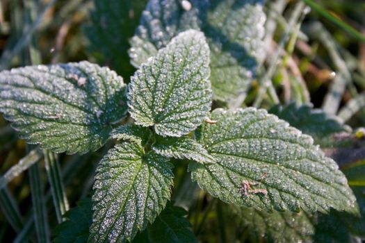 hoar-frost on nettle leaves in autumn morning