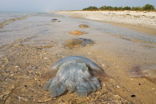 death jellyfish on the sand beach