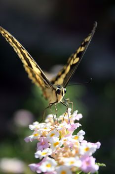 detail of butterfly on a flower