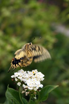 detail of butterfly on a flower