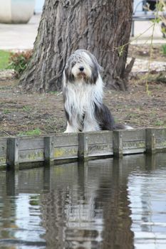 An English sheepdog waiting on the waterside