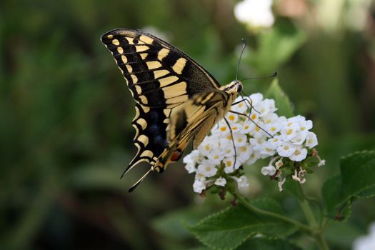 detail of butterfly on a flower