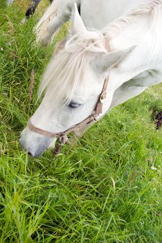 Horses on a pasture.blanching horse