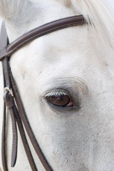 Horse portrait.Horse is bridle 