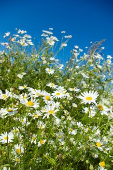 Beautiful summer. beautiful chamomiles on a sky background