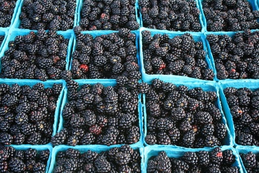 blue boxes of blackberries for sale at the farmers market