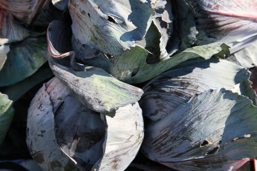 Red cabbage with purple tones, at farmers market